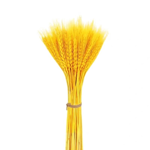 Ghiande Essiccate Naturali Pigne e Steli di Grano Dorato per Artigianato Fai da Te Decorazione Natalizia Ornamenti Rustici