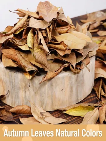 Natural Dried Leaves Specimen For Wedding Photography Background Autumn Decoration Fall Foliage For Home Window Display