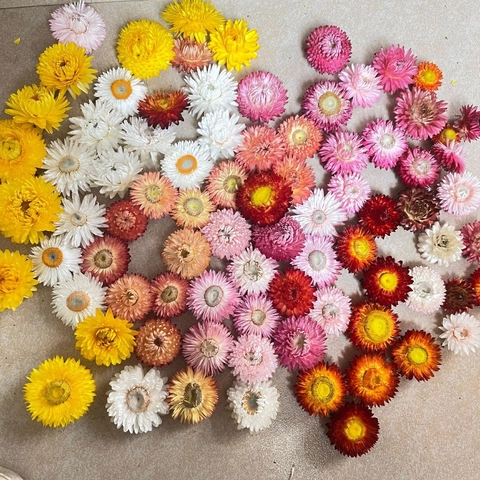 Teste di Margherita di Elicriso Essiccate Naturali per Fai da Te Matrimonio Casa Fiori Secchi Colorati per Ghirlande