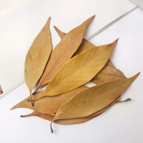 Natürliche Getrocknete Orangenblätter Für DIY Kranzherstellung Fotorequisiten Heimdekoration Botanisches Exemplar Bastelmaterial