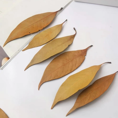 Natürliche Getrocknete Orangenblätter Für DIY Kranzherstellung Fotorequisiten Heimdekoration Botanisches Exemplar Bastelmaterial