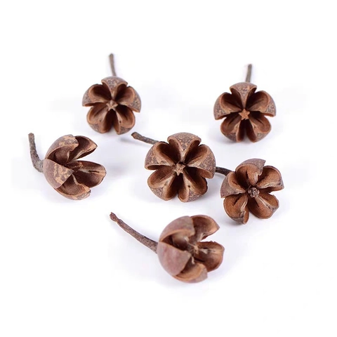 Natürliche Getrocknete Kreuzfrucht Sternschoten Für DIY Blumenarrangements Wohndeko Rustikale Braune Pflanzensamen Hülsen