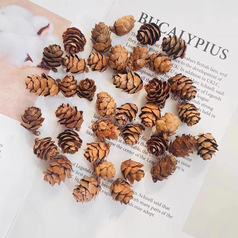 Piñas Pequeñas Secas Naturales Paquete de 1kg Para Decoraciones de Navidad DIY Manualidades Adorno para el Hogar Rústico Otoño