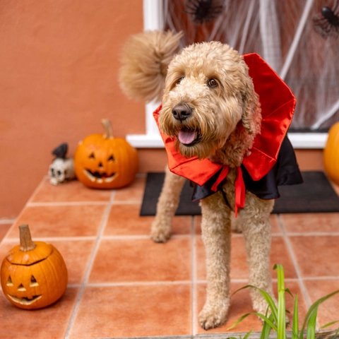 Halloween Haustier Umhang Vampir Gruseliges Cape Kostüm Für Katzen Kleine Mittelgroße Große Hunde Weihnachten Party Outfit