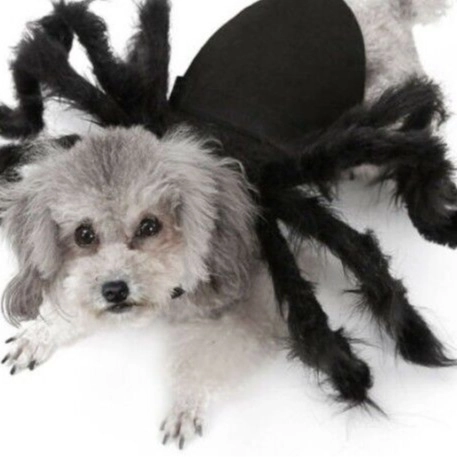 Halloween Haustier Spinne Kostüm Für Kleine Große Hunde Katzen Lustige Plüschbeine Verwandlung Verkleidung Kostüm Für Party Festival Haustier Kleidung