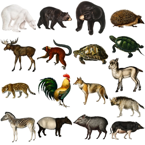 Set Adesivi Animali Vintage Per Cover Telefono Laptop Valigia DIY Scrapbooking Retro Orso Elefante Illustrazione Decorazione