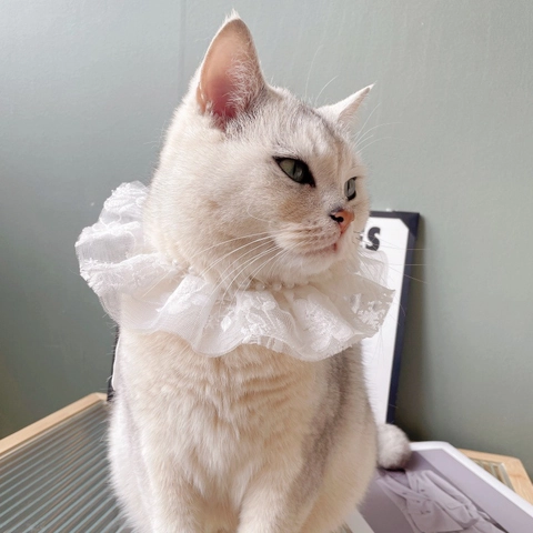 Dolce Collare per Animali in Pizzo Bianco Con Ricamo di Künstliche Perle Sintetiche Design Floreale Cinturino Regolabile per Gatti Piccoli Cani Gioielli per Feste di Compleanno