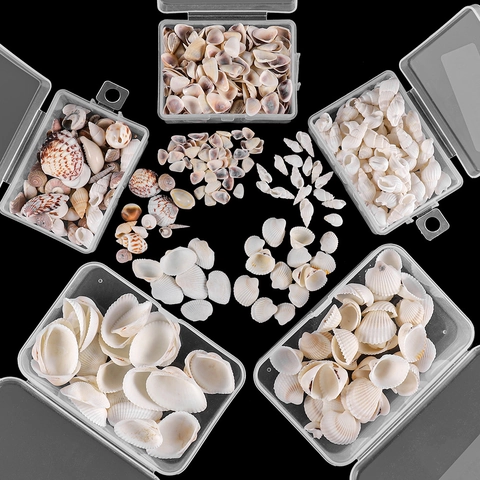 Set di Conchiglie Naturali e Caracol di Mar con Scatola di Plastica per Bricolage Decorazione Casa Acquario Vaso Mediterraneo