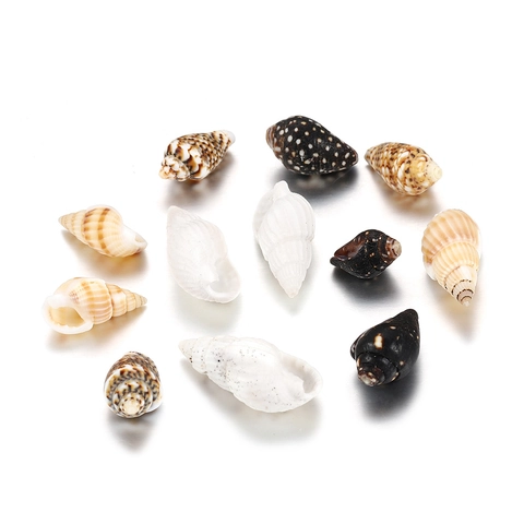Coquillages Marins Mixtes Naturels Pour Décoration d'Aquarium Aménagement Paysager de Réservoir Matériaux d'Artisanat DIY