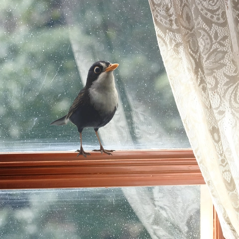 Simulation Blackbird PVC Wall Sticker Realistic Animal Decal For Living Room Dining Room Aesthetic Home Decoration