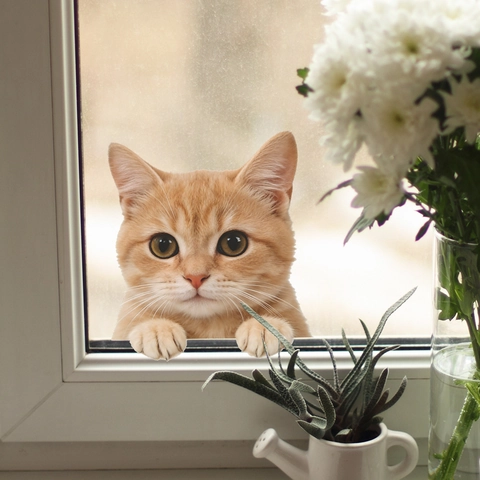 Adhesivo de Pared 3D Lindo Gato Removible PVC Impermeable Calcomanía de Ventana Para Baño Sala de Estar Cocina Hogar