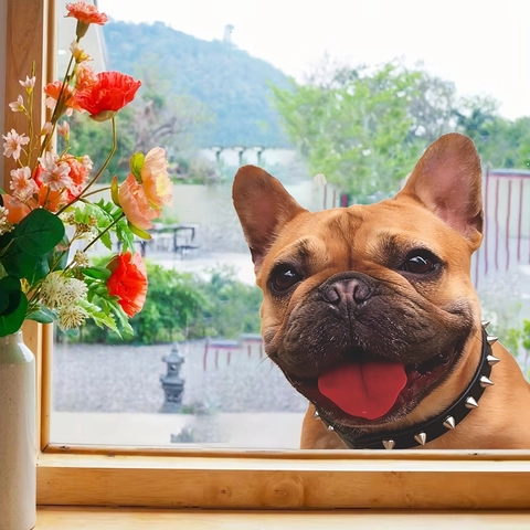 Realistisches Französische Bulldogge 3D Wandtattoo Süßer Hund Zunge Raus PVC Abnehmbarer Aufkleber Für Wohnzimmer Bad Auto Deko