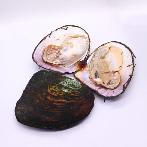 Natural Freshwater Multi Artificial Pearl Mussel For Jewelry Making DIY Cultured Artificial Pearl Mussel Shell Decorative Specimen