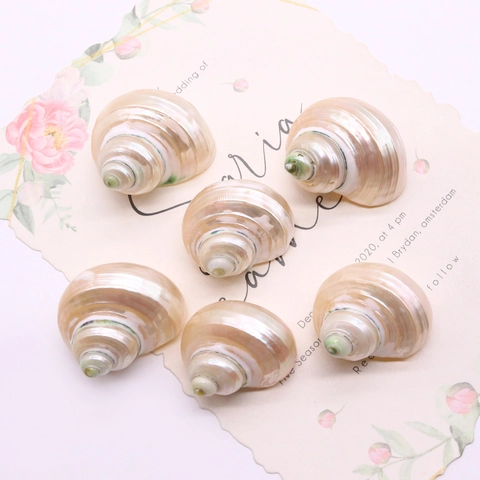 Coquille de Turbo Naturelle Perle Spirale Escargot de Mer pour Fabrication de Bijoux Bricolage Aquarium Paysage Décoration Maison