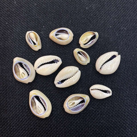 Natural Shell Conch Shaped Polished Loose Beads Primary Color Sliced Shell Beads For DIY Jewelry Making Necklace Bracelet