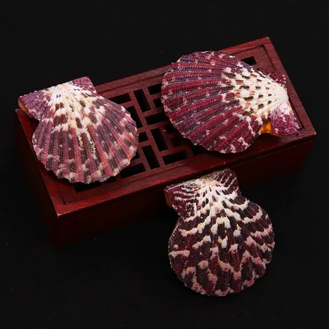 Natural Scallop Shell Beads Fan Shaped Dark Red White Ribbed Pattern For DIY Jewelry Making Crafts Home Decor