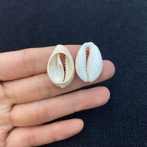 Natural Shell Beads Polished Cowrie Conch Slices Loose Beads For DIY Jewelry Making Necklace Accessories For Party Wedding