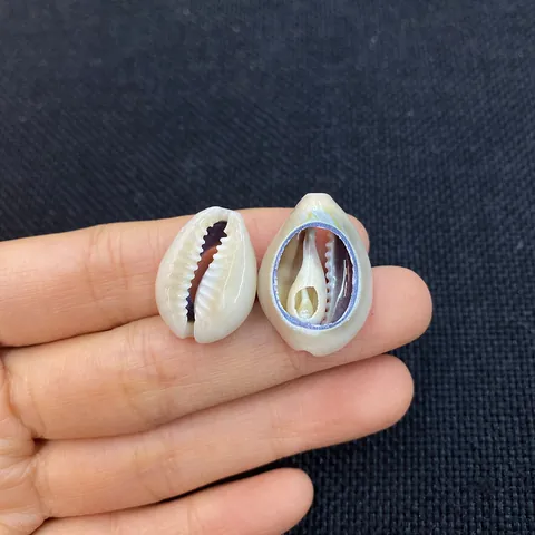 Natural Shell Conch Shaped Polished Loose Beads Primary Color Sliced Shell Beads For DIY Jewelry Making Necklace Bracelet