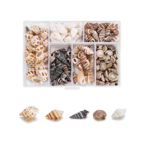 Mix di Conchiglie Naturali e Lumache Scatola Multi Scomparto per Fai da Te Creazione Gioielli Artigianato Decorazione Acquario