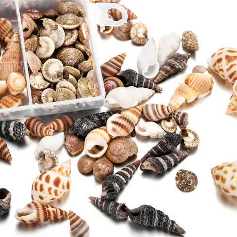 Ensemble de Coquillages Naturels et Conques avec Boîte de Rangement en Plastique pour DIY Artisanat Décoration Maison Aquarium