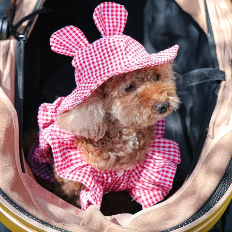 Cute Gingham Pet Sun Hat With Rabbit Ears For Small Dogs Cats Polyester Lace Mesh Pet Clothing Outfit Travel Accessory