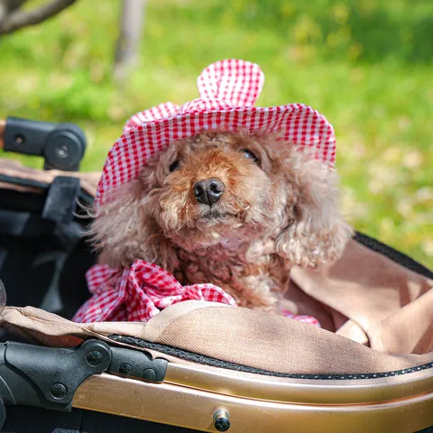 Cute Gingham Pet Sun Hat With Rabbit Ears For Small Dogs Cats Polyester Lace Mesh Pet Clothing Outfit Travel Accessory