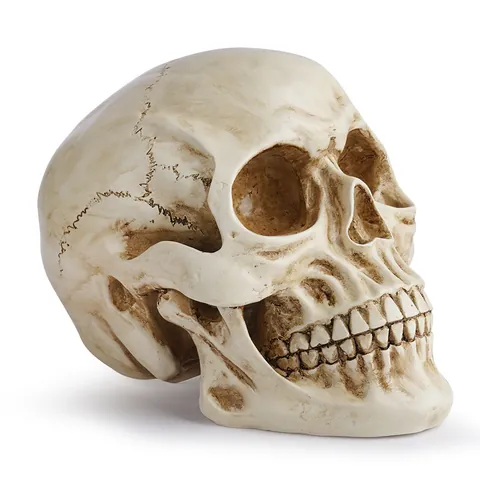 Realistic Resin Human Skull Model Antique Finish Skeleton Head For Halloween Decor Medical Teaching Sketching Anatomy Prop