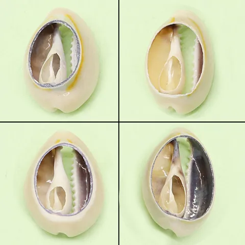 Natural Shell Electroplated Cowrie Shell Pendant Hollow Spiral Conch Charm For DIY Necklace Jewelry Making Accessories