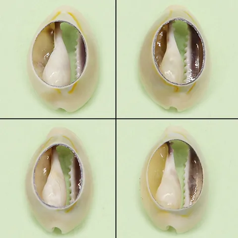 Natural Hollow Cowrie Shell Pendant White Conch Shell Charm For DIY Necklace Bracelet Earring Jewelry Making Accessory