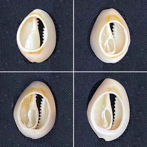 Natural Cowrie Shell Beads For DIY Jewelry Making Handmade Necklace Bracelet Supplies Conch Shell Craft Accessories