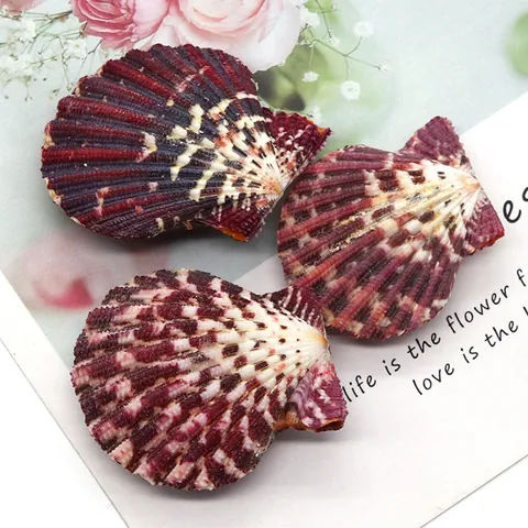 Natural Scallop Shell Beads For DIY Necklace Jewelry Making Decorative Sea Shell With Purple White Ripples No Hole Shell Crafts