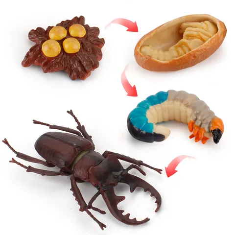 Simulation Insect Growth Cycle Model Toy Butterfly Stag Beetle Biological Life Stages Science Educational Figure For Kids