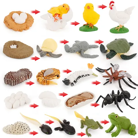 Realistic Animal Life Cycle Growth Simulation Models Solid PVC Frog Chick Turtle Ant Mosquito Educational Biology Science Montessori Toys
