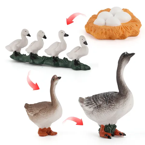 Poultry Life Cycle Simulation Animal Growth Stage Model For Kids Science Educational PVC Realistic Solid Action Figures