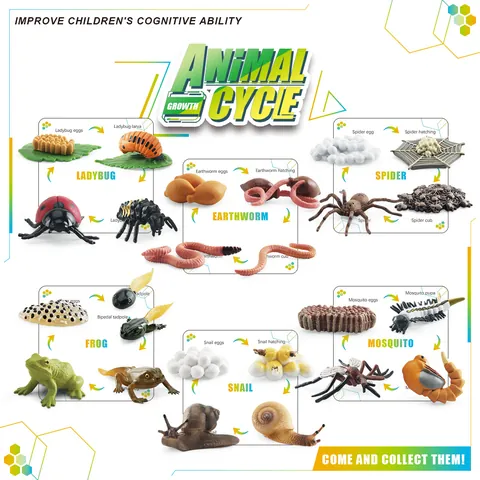 Realistic Animal Growth Life Cycle Simulation Model Frog Snail Ladybug Earthworm Mosquito Spider Educational Toys With Box Cards