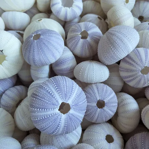 Vaso per Piante Aeree in Guscio di Riccio di Mare Naturale Decorazione Domestica Costiera Mediterranea Ornamenti a Conchiglia in Stile Oceanico