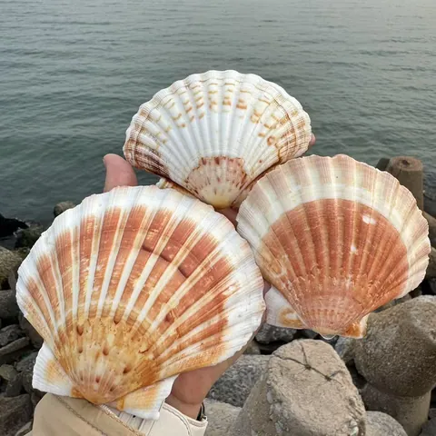 Grandes Coquilles Saint-Jacques Naturelles Pour Peinture Bricolage Décoration Maison Plateau De Barbecue Créatif Fête Mariage