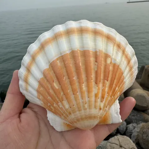 Grandes Coquilles Saint-Jacques Naturelles Pour Peinture Bricolage Décoration Maison Plateau De Barbecue Créatif Fête Mariage