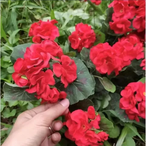Ramo de Flores de Seda de Geranio Begonia Artificial Realista Plantas Verdes Artificiales para Decoración de Oficina de Fiesta de Boda de Sala de Estar en el Hogar