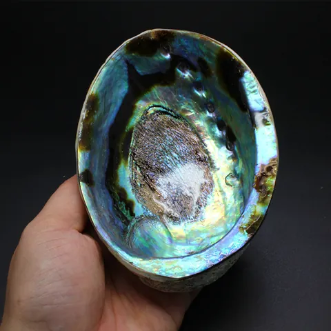 Coquille d'Ormeau Bleue Naturelle Irisée Nacre pour Aménagement d'Aquarium Décoration Maison Style Méditerranéen Cadeau