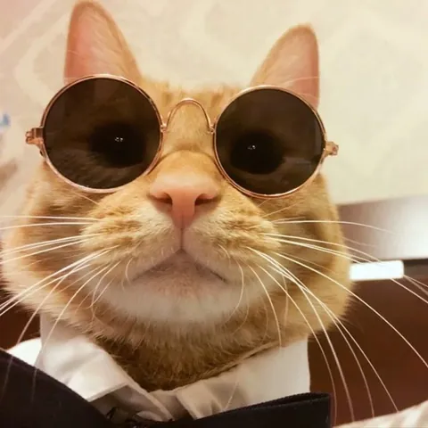 Pet Sunglasses For Dogs Cats Mini Retro Round Metal Frame Colorful Lens Trendy Pet Eyewear Photography Props Accessories