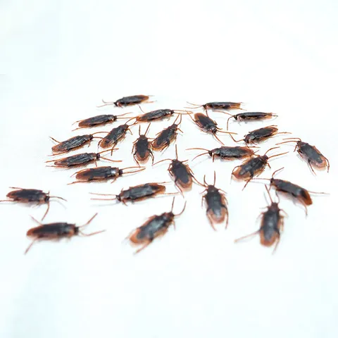 Juguete de Broma de Cucaracha de Simulación Realista Insectos de Plástico Gadget de Broma para Regalos de Fiesta de Halloween Truco Divertido Prop