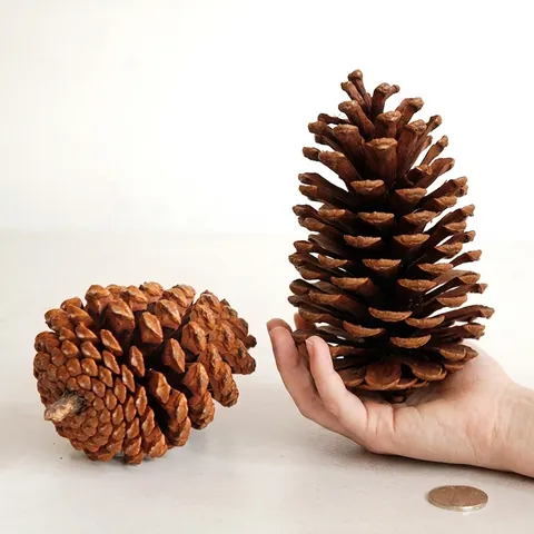 Natürliche Amerikanische Tannenzapfen Große Trockenblumen Dekoration Für Weihnachten Schaufenster DIY Material Rustikale Wohnkultur Ornamente