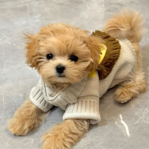 Cute Lion Pattern Pet Sweater Knitted Warm Puppy Clothes For Small Dogs Cats Soft Breathable Autumn Winter Outfit