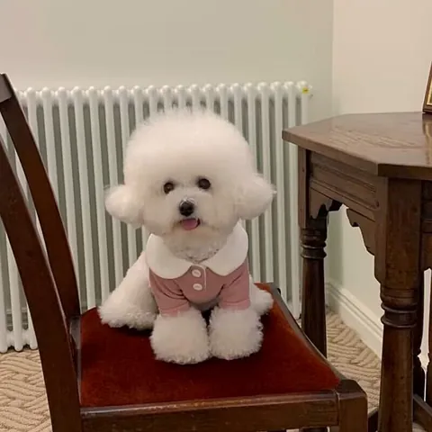 Sweet French Style Pet Base Layer Shirt Ribbed Knit Dog Cat Clothes With Peter Pan Collar Autumn Winter Warm Puppy Outfit