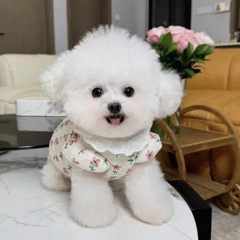 Small Pet Cotton Vest Quilted Floral Winter Coat For Dogs Cats Sweet Lace Trim Jacket With Traction D-Ring Pet Apparel