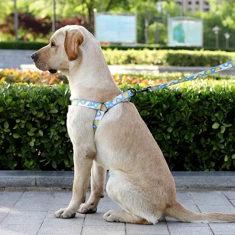 Bedrucktes Polyester Hundeleine Geschirr Halsband Set Für Kleine Mittlere Große Hunde Outdoor Wandern Atmungsaktives Haustier Zugseil Set