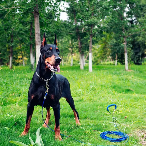 Heavy Duty Dog Tie Out Stake And Steel Wire Cable Set Spiral Ground Anchor Swivel Pet Tether Leash For Outdoor Yard Camping Lawn Secure Fixing