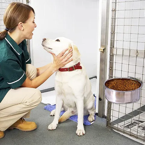 Hängender Futternapf Aus Edelstahl Für Hunde Und Katzen Käfig Fixierter Fressnapf Verstellbares Futter Wasserbecken Für Welpen Kaninchen Käfig Zubehör