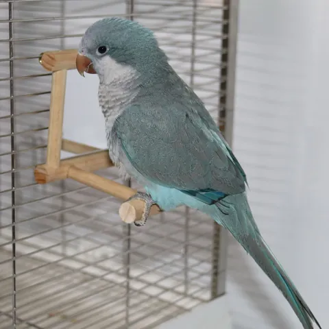 Natural Wood Bird Mirror Toy Parrot Cage Stand Perch With Mirror For Budgies Cockatiels Small Birds Playing Cage Accessories